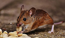 24 Hour & Emergency Exterminators in Pleasant Hills, PA